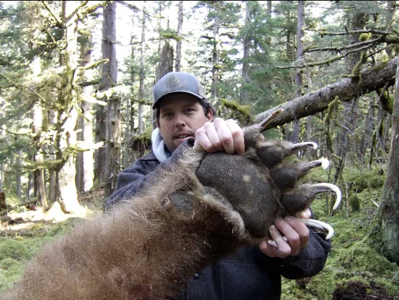 A big bear paw from an Alaska bear.