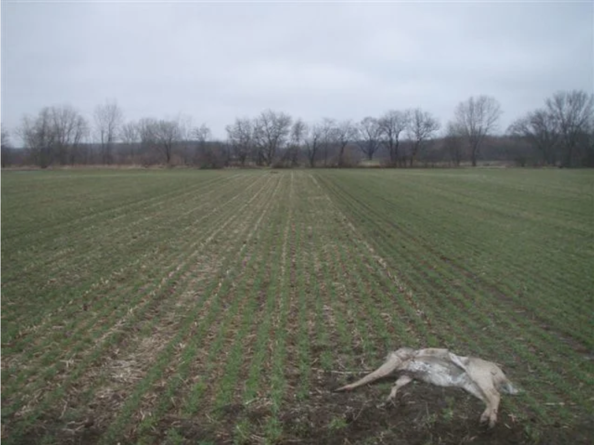 Whitetail deer struck by lightning.