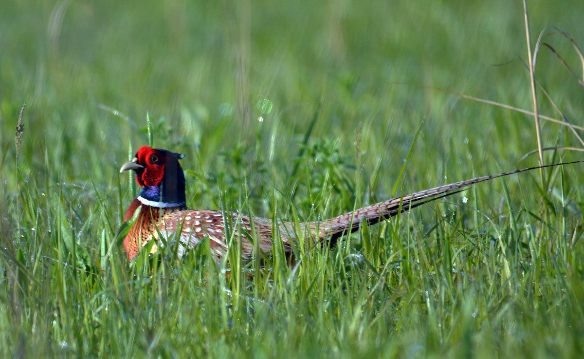 Pheasants use CRP as their habitat