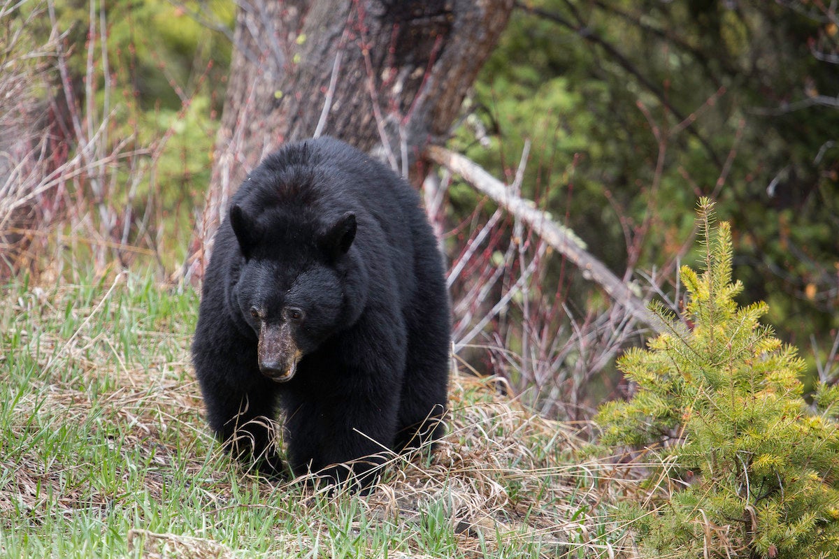 Hunting black bears in Alaska comes with the need to obtain many licenses and have a resident or licensed guide come with you if you're from out to state.