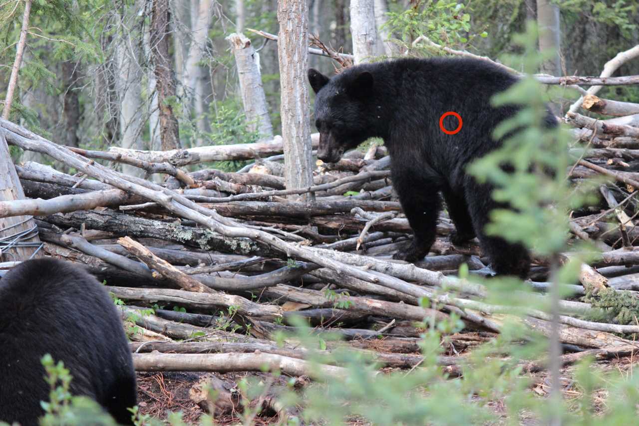 Ideal shot placement for a slightly quartering-away bear like this one