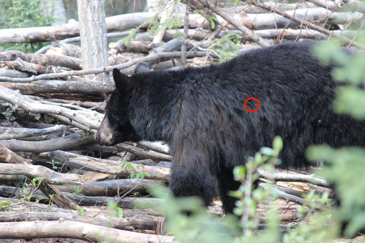 Bear shot placement when front leg is forward