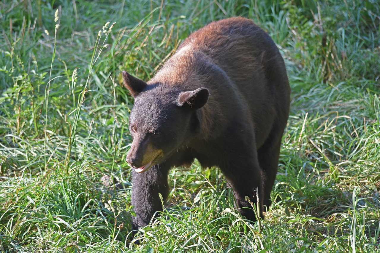 black bear in MN field, USFWS