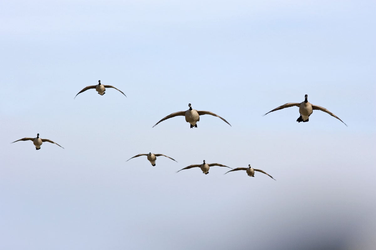 Geese cupped up over the spread.