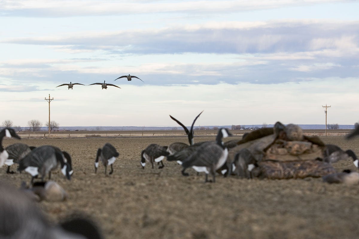 Calling ducks and geese