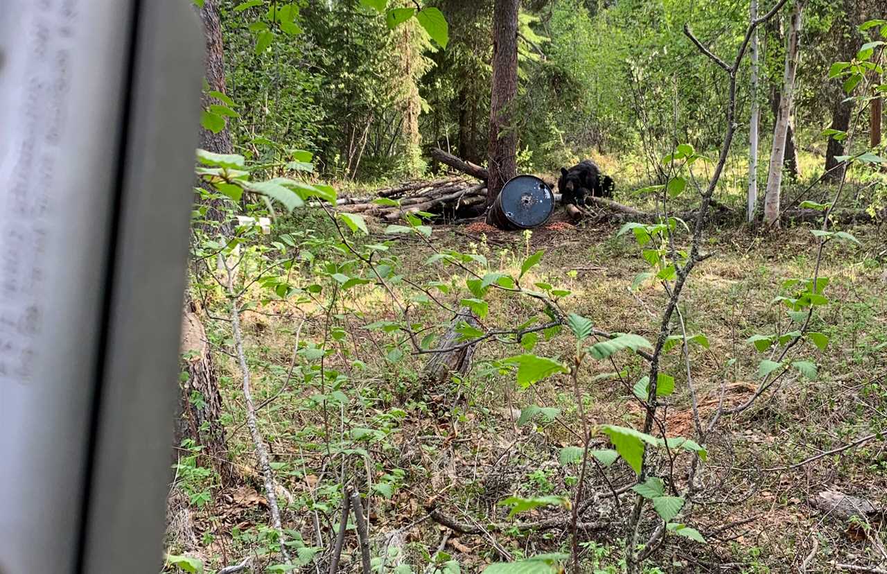 A bold bear, lying at a bait site