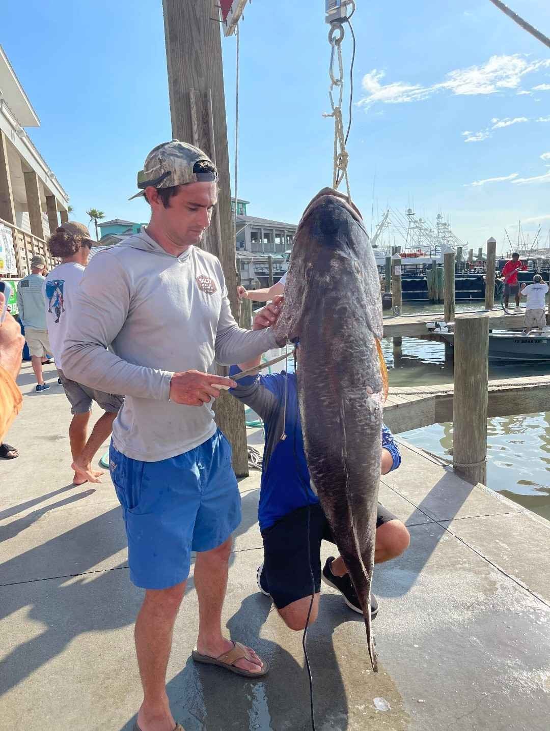 Weighing giant cubera snapper.