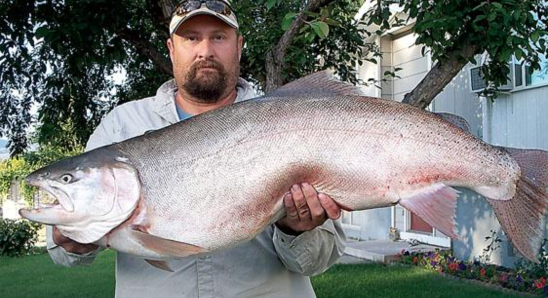 World record cutbow