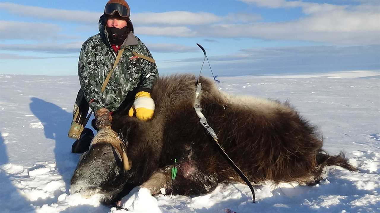 Muskox taken with single bevel broadhead