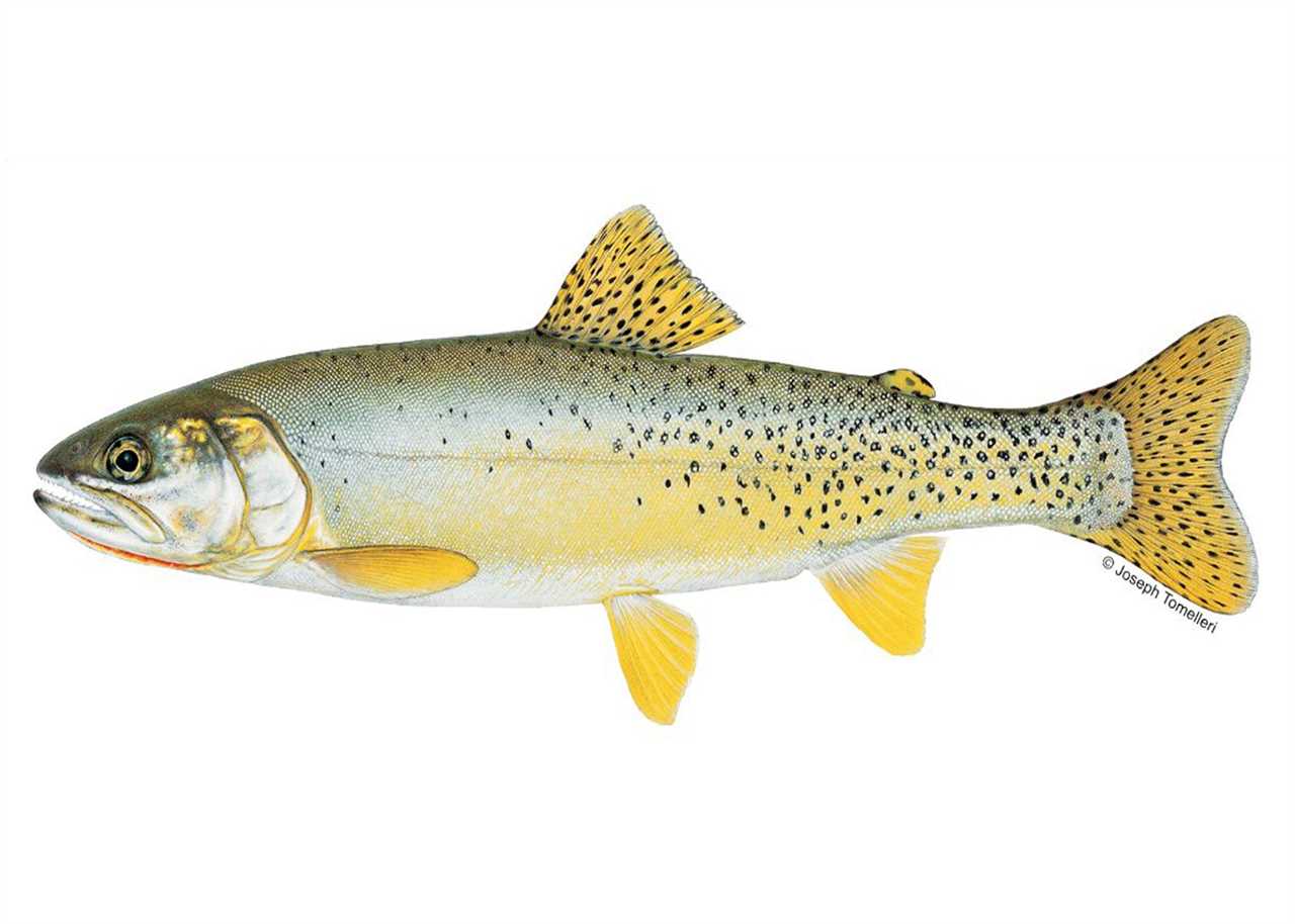 illustration of yellowfin cutthroat CPW