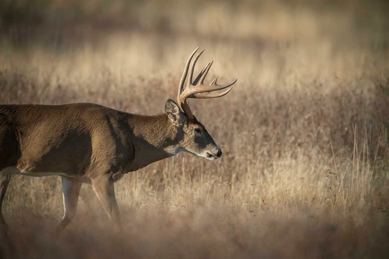 A shooter whitetail buck with a rack that wouldn't score that high.