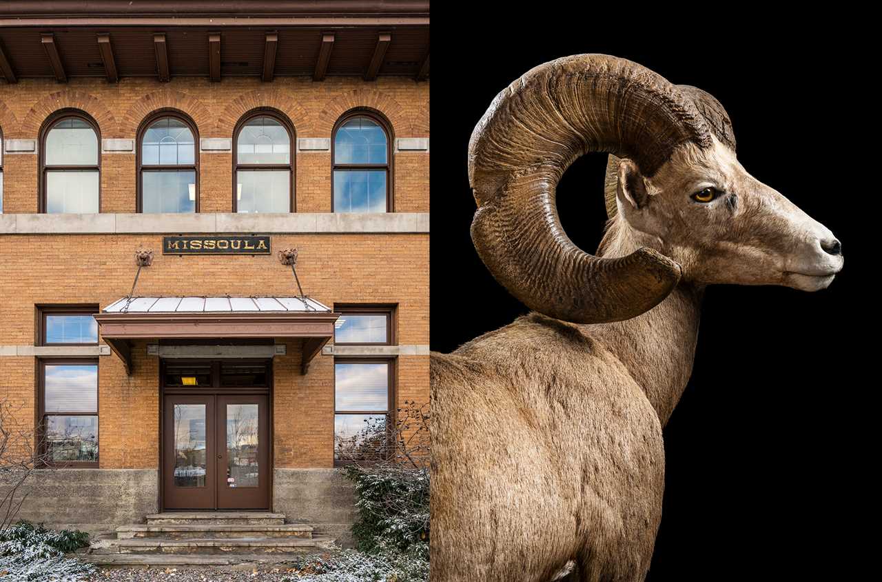 boone and crockett headquarters, sheep mount