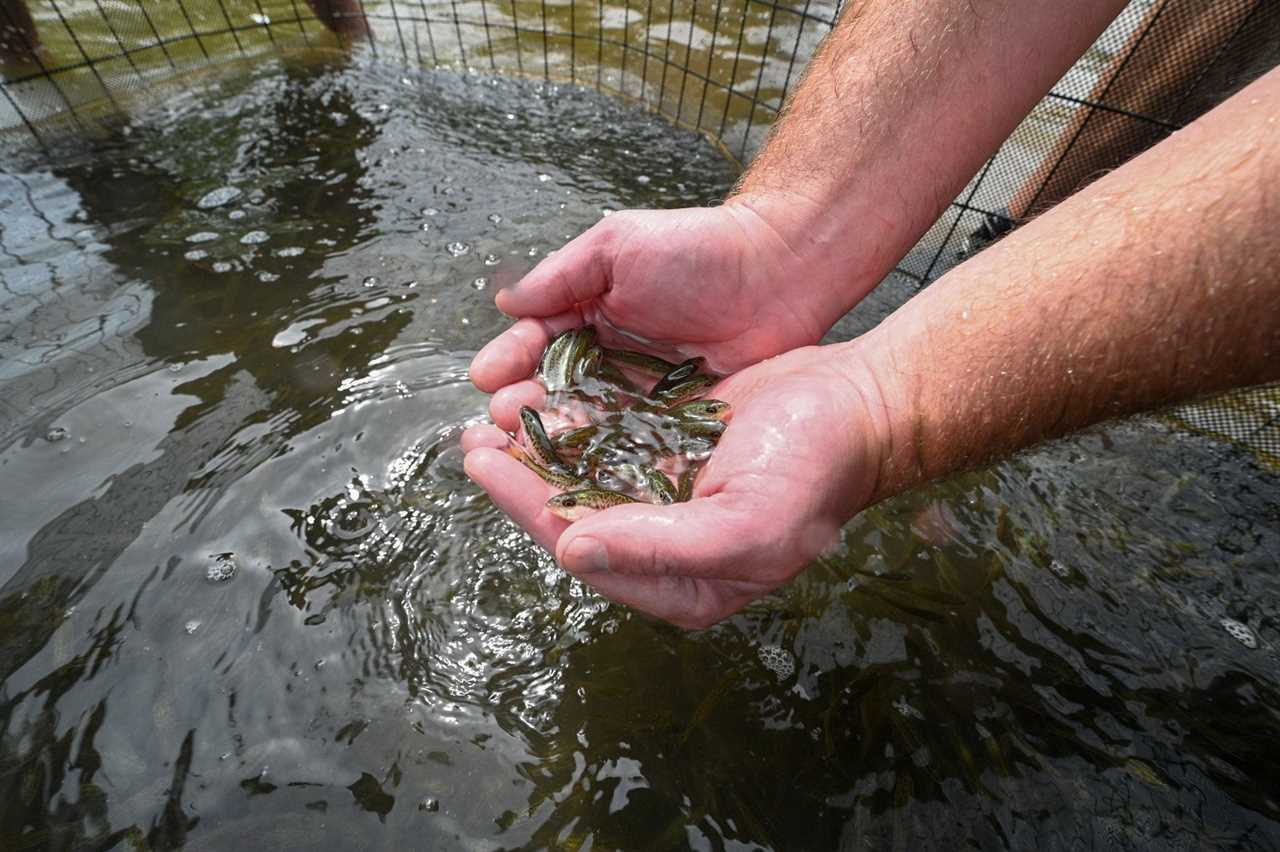 Tiger bass fingerlings