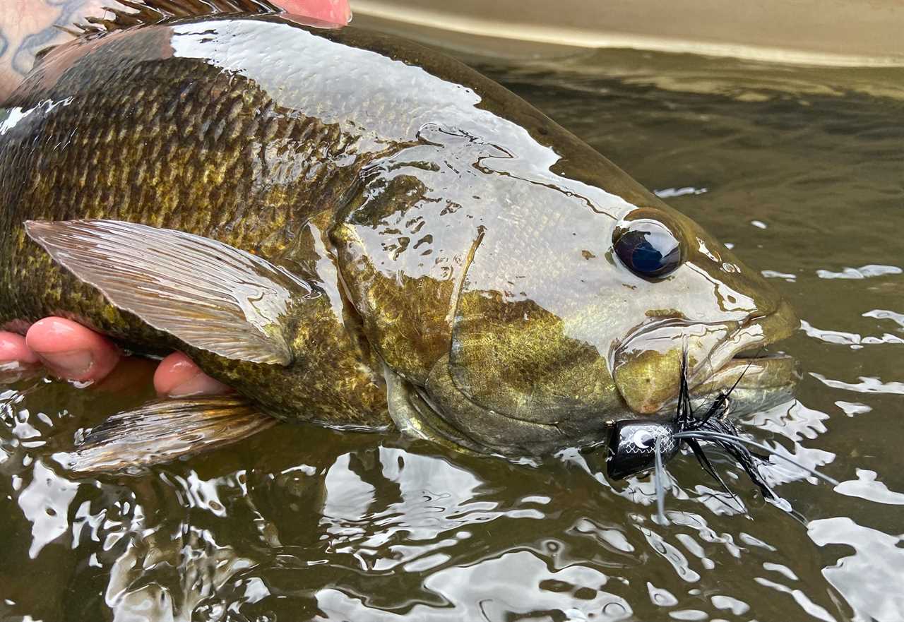 Smallmouth bass