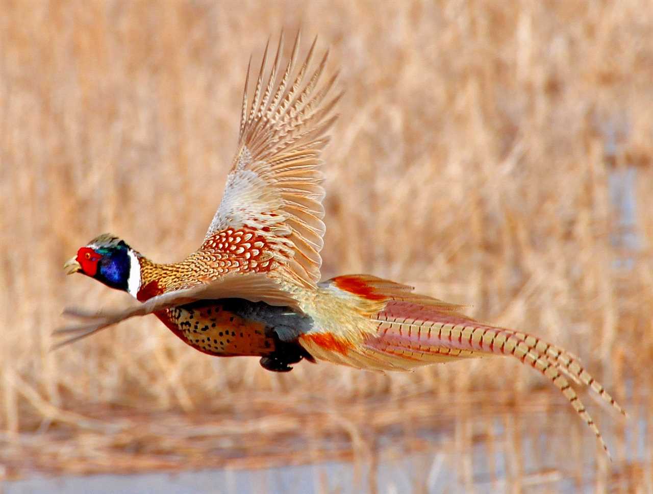 Montana’s Controversial Pheasant Stocking Program Moves Forward