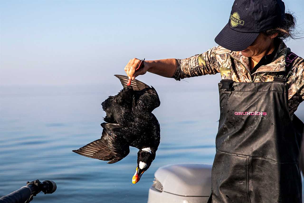 drake scoter with hunting guide