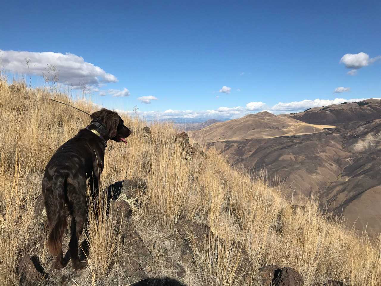 Deutsch Langhaar's are extremely capable bird dogs.