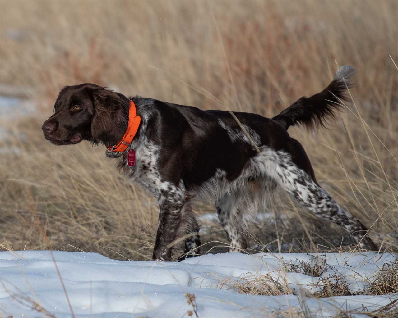 The Kleine Münsterländer is a versatile hunting dog.