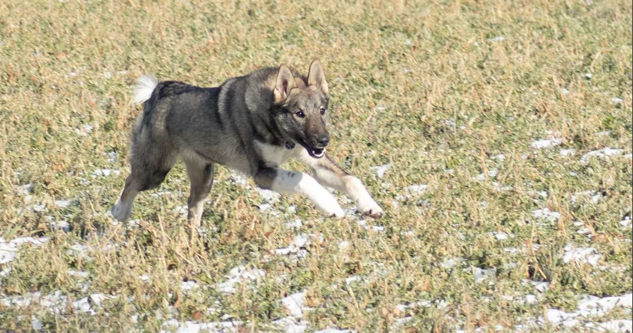 Laika's lock onto their quarry.