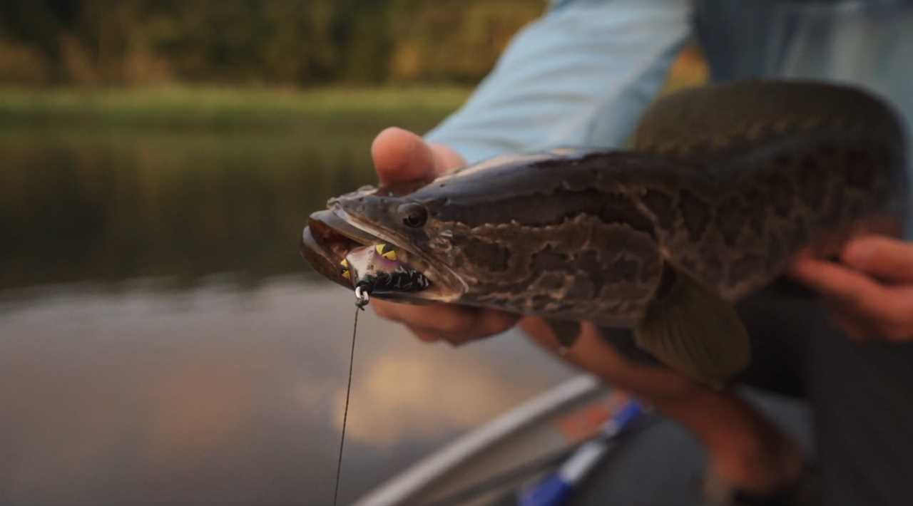 The Teckel Sprinker is one of the best frog lures