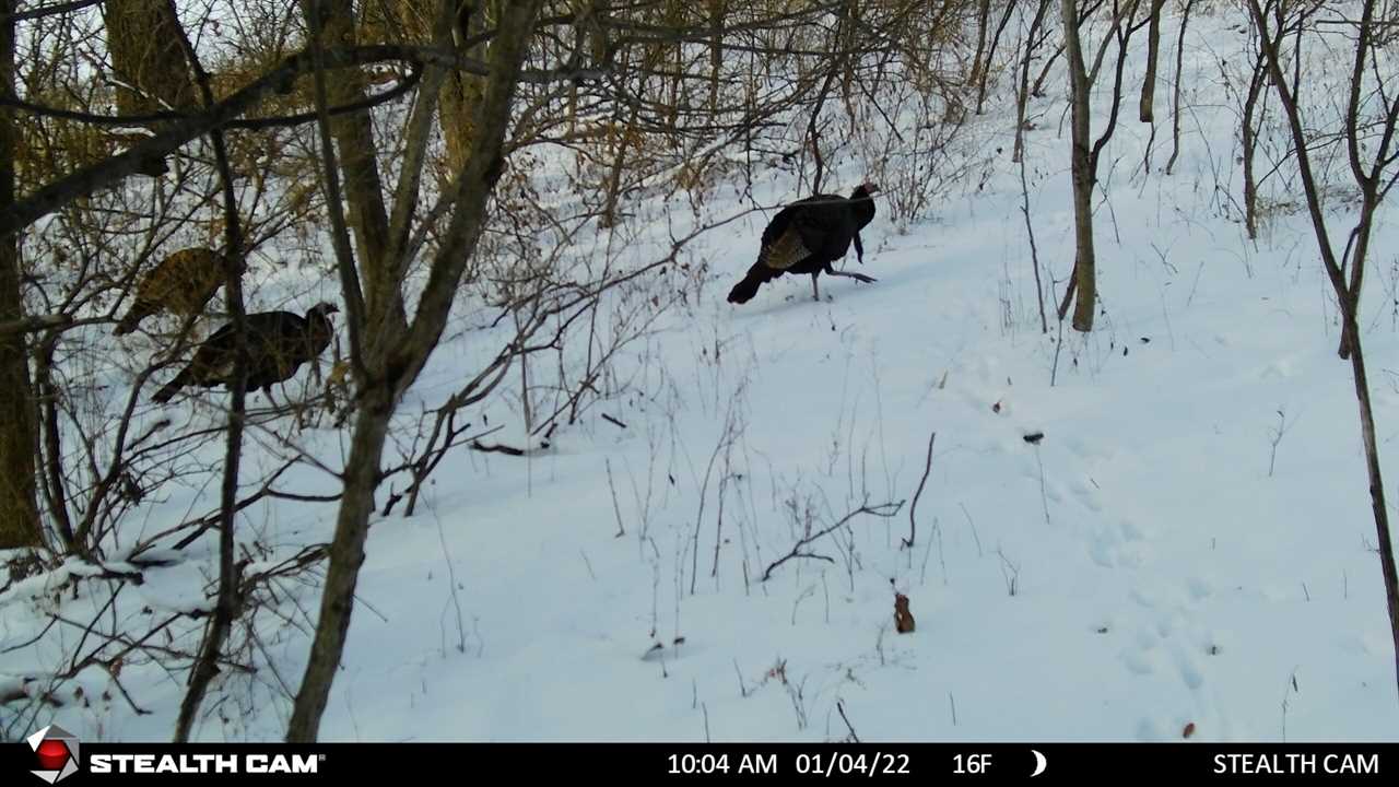 Stealth Cam DS4K daytime photo