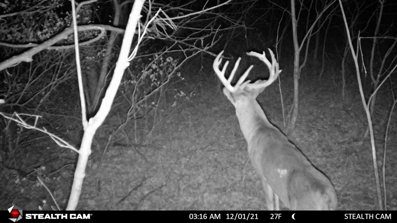 Stealth Cam DS4K night photo