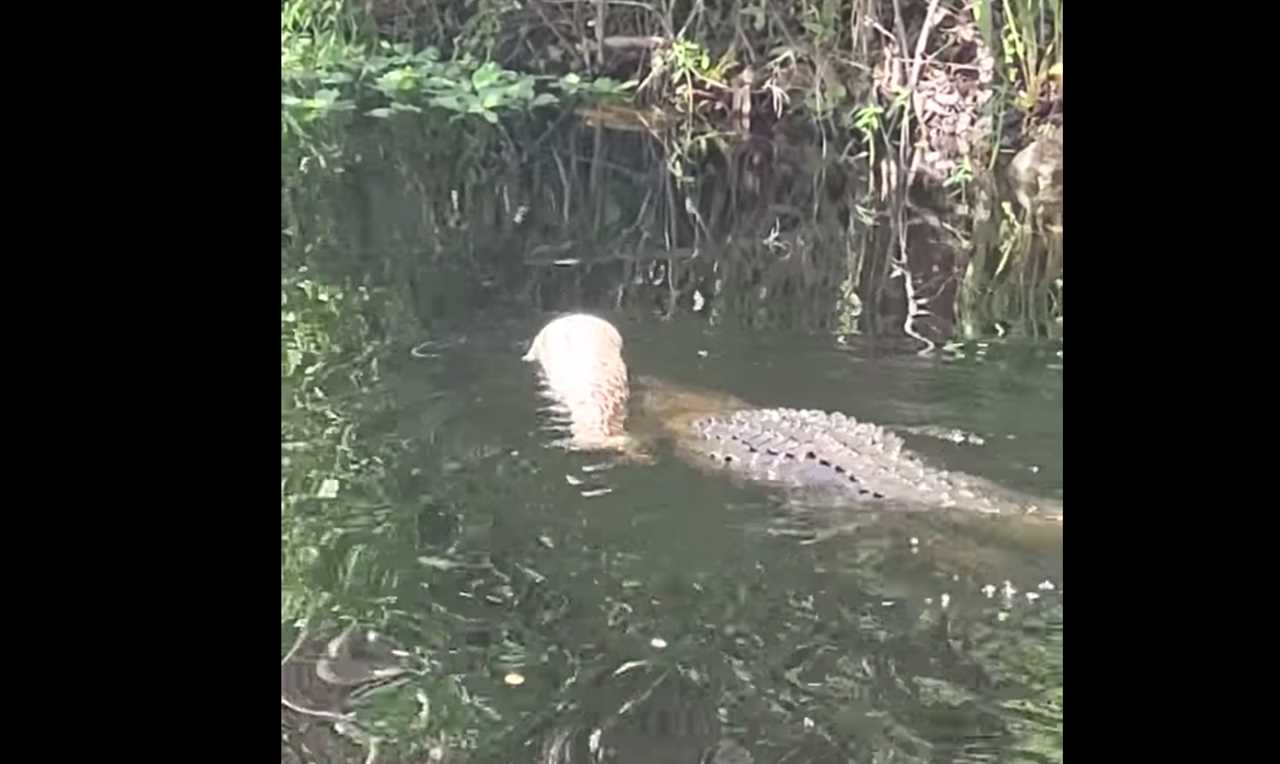 Gator with python.