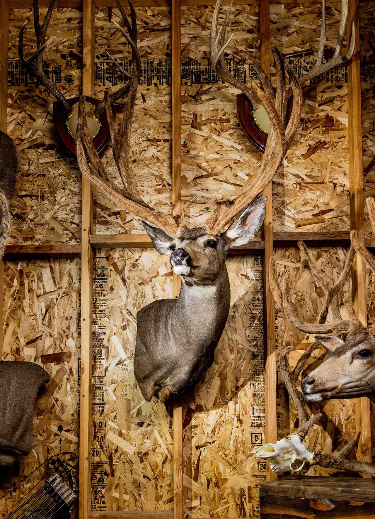 mule deer trophy on wall