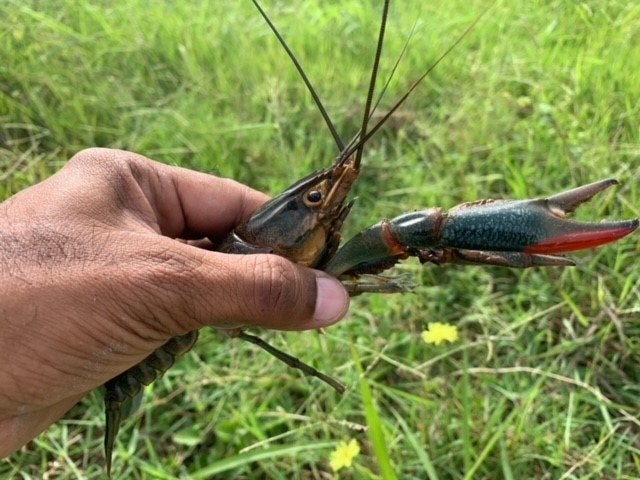 australian redclaw crawfish