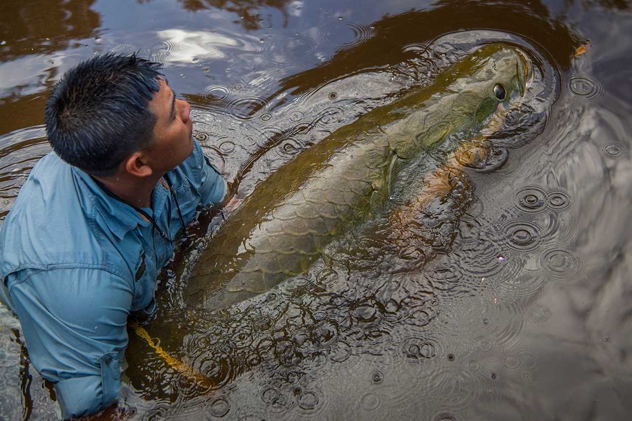 arapaima