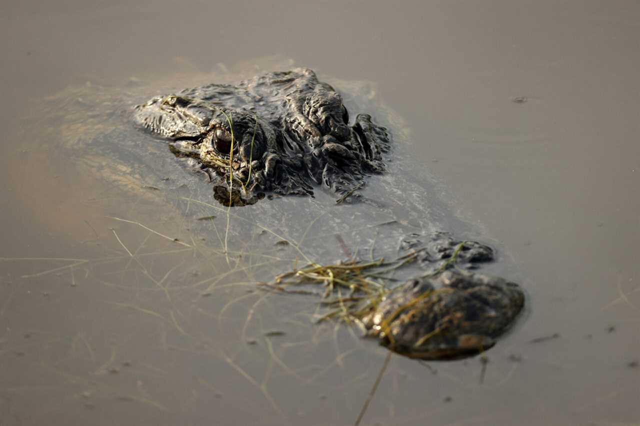 Alligator attack in south carolina.