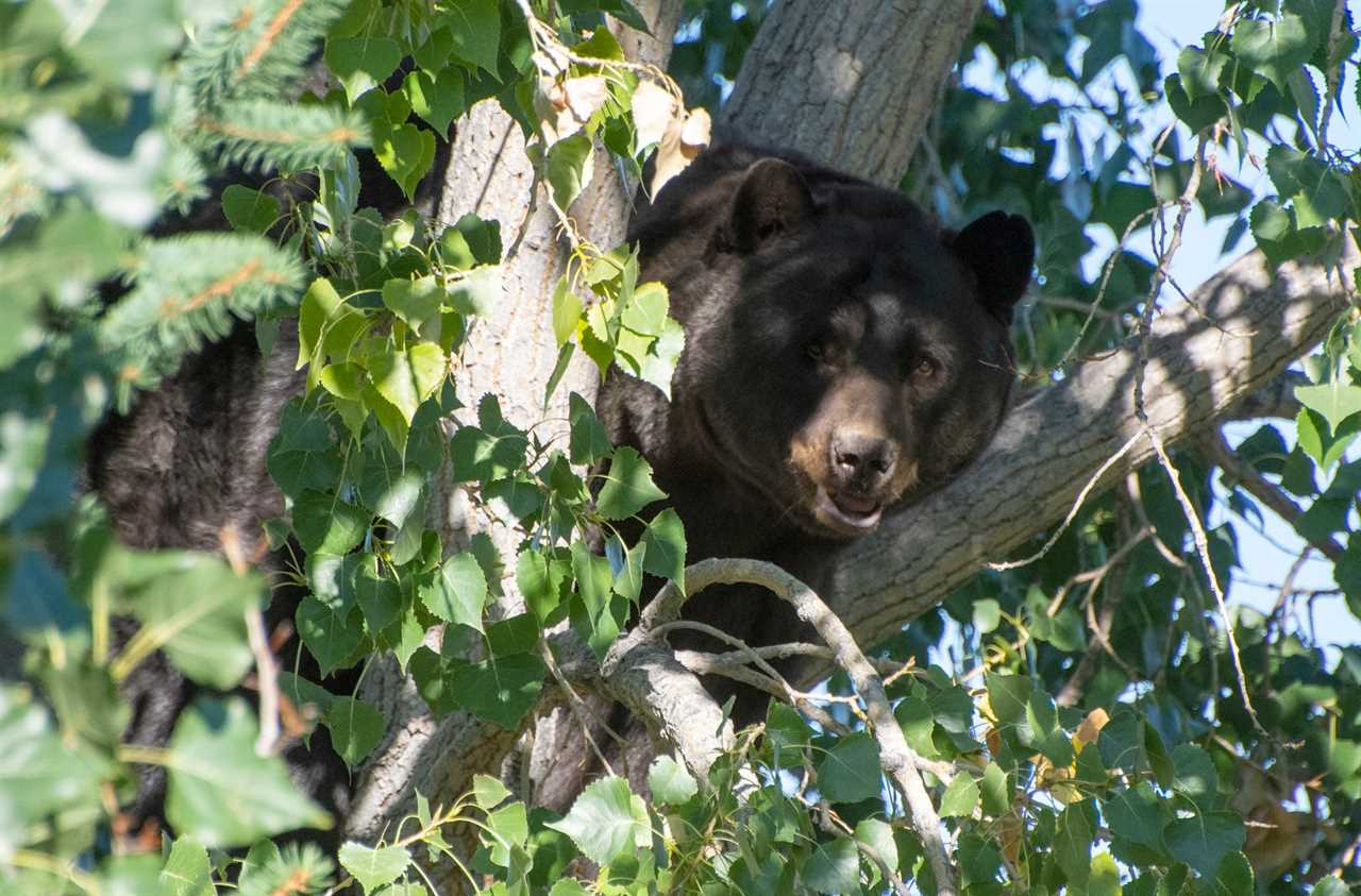 CPW black bear in tree photo