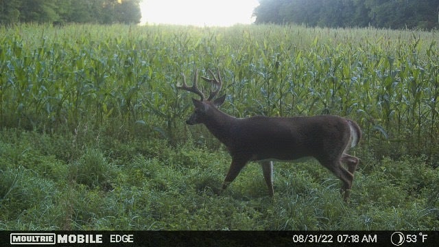 The Best Budget Trail Cameras of 2022