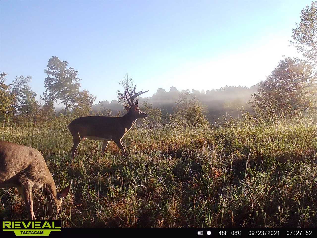 The Best Budget Trail Cameras of 2022