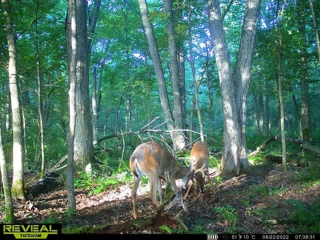 The Best Budget Trail Cameras of 2022