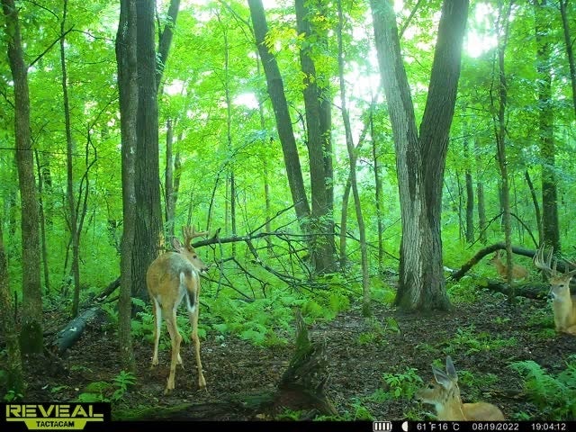 The Best Budget Trail Cameras of 2022