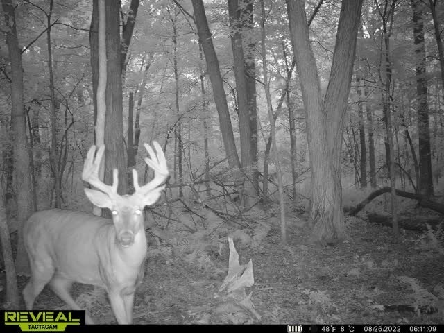 The Best Budget Trail Cameras of 2022