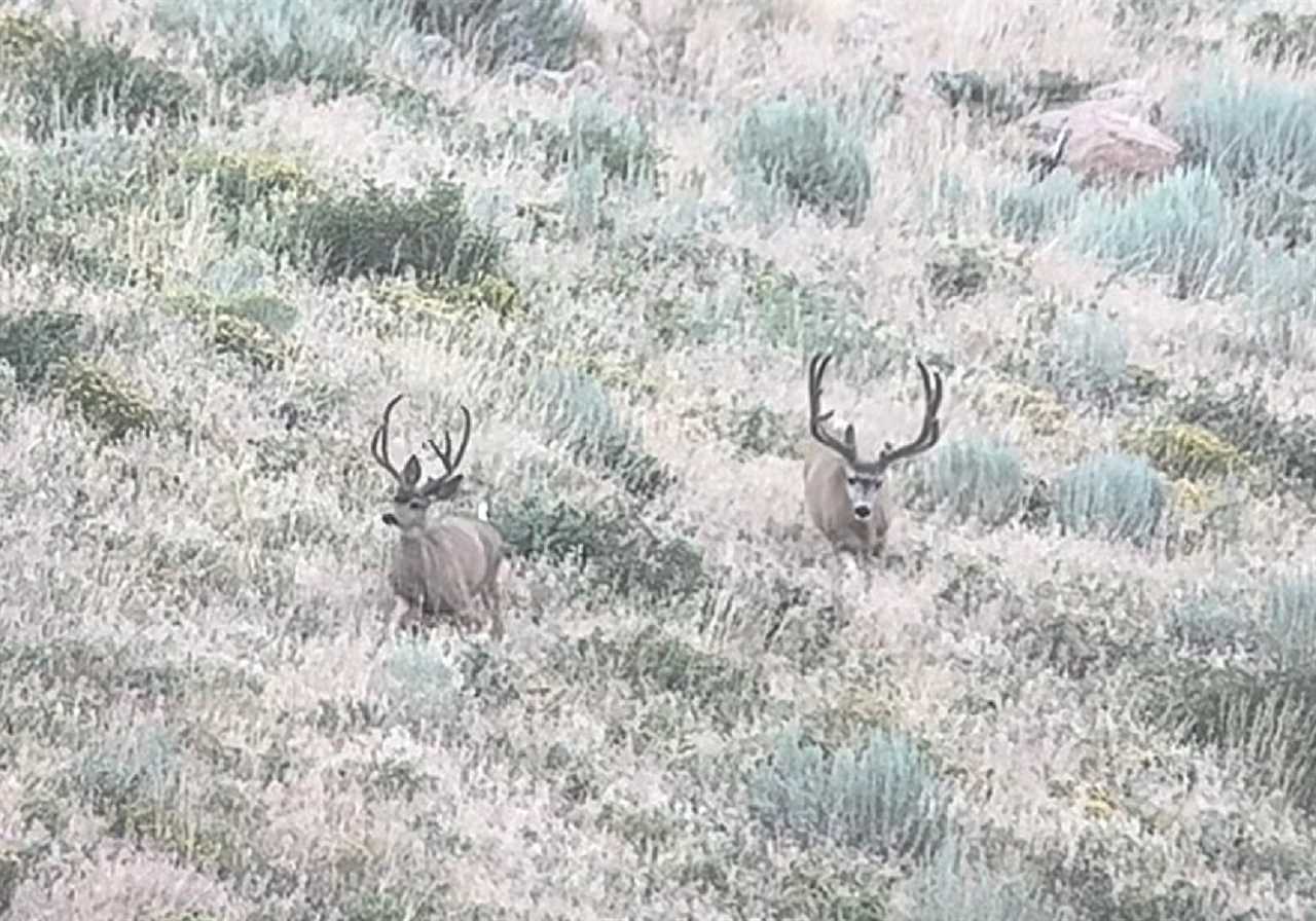 Idaho Bowhunter Gets a Second Shot on a 190-Class Velvet Buck with Family’s Help