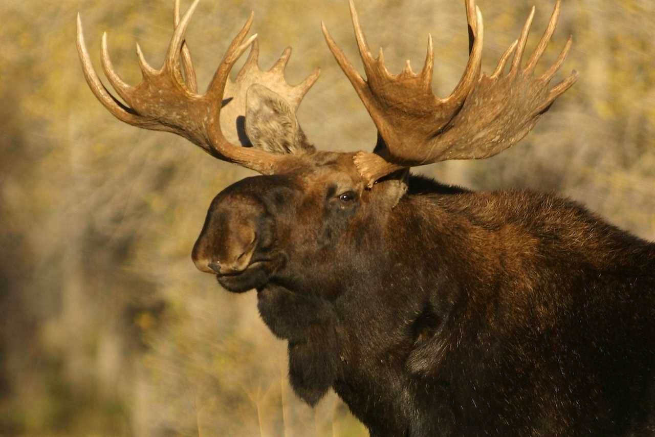 bull moose