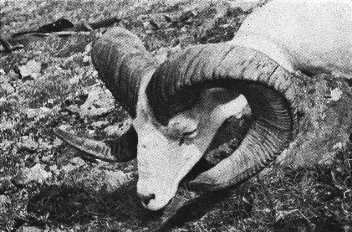 dead dall sheep