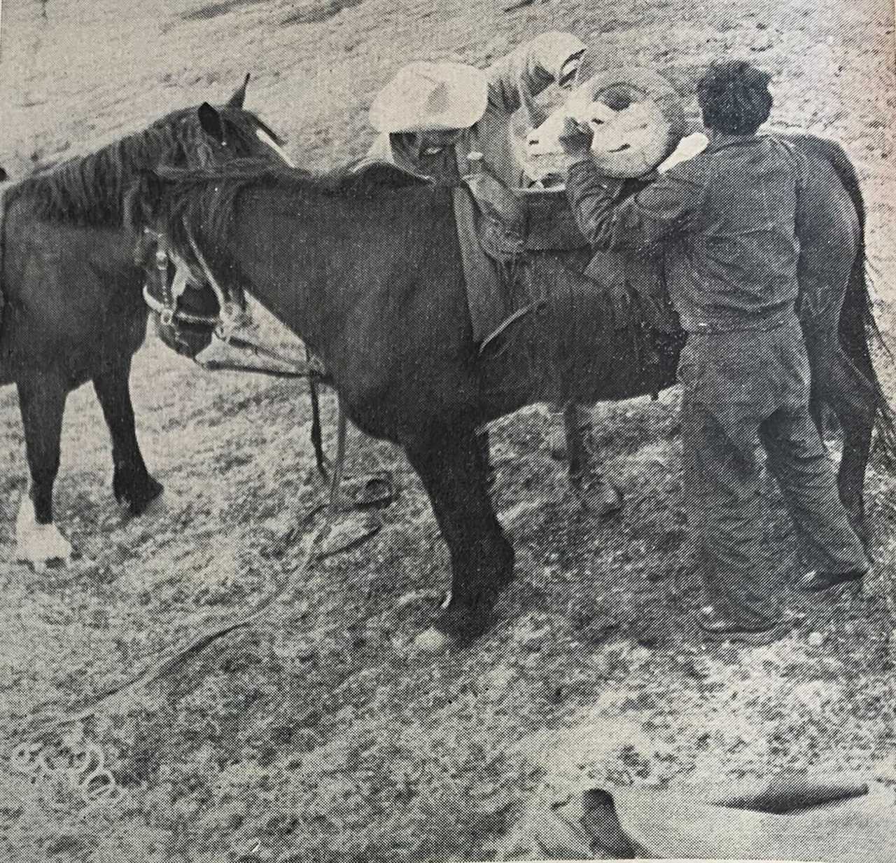 tying sheep heads to horse