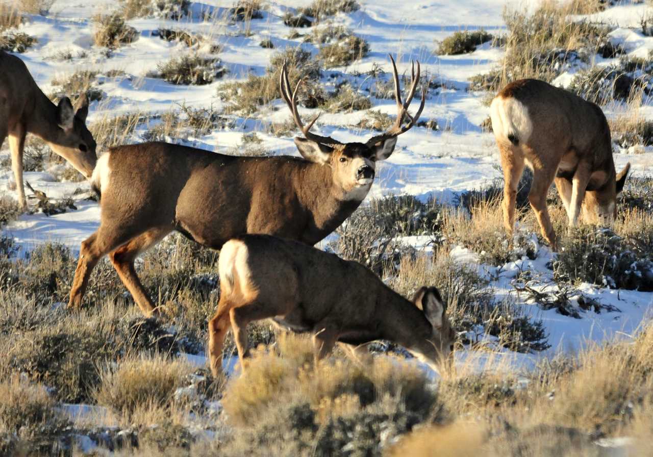 Migrating mule deer