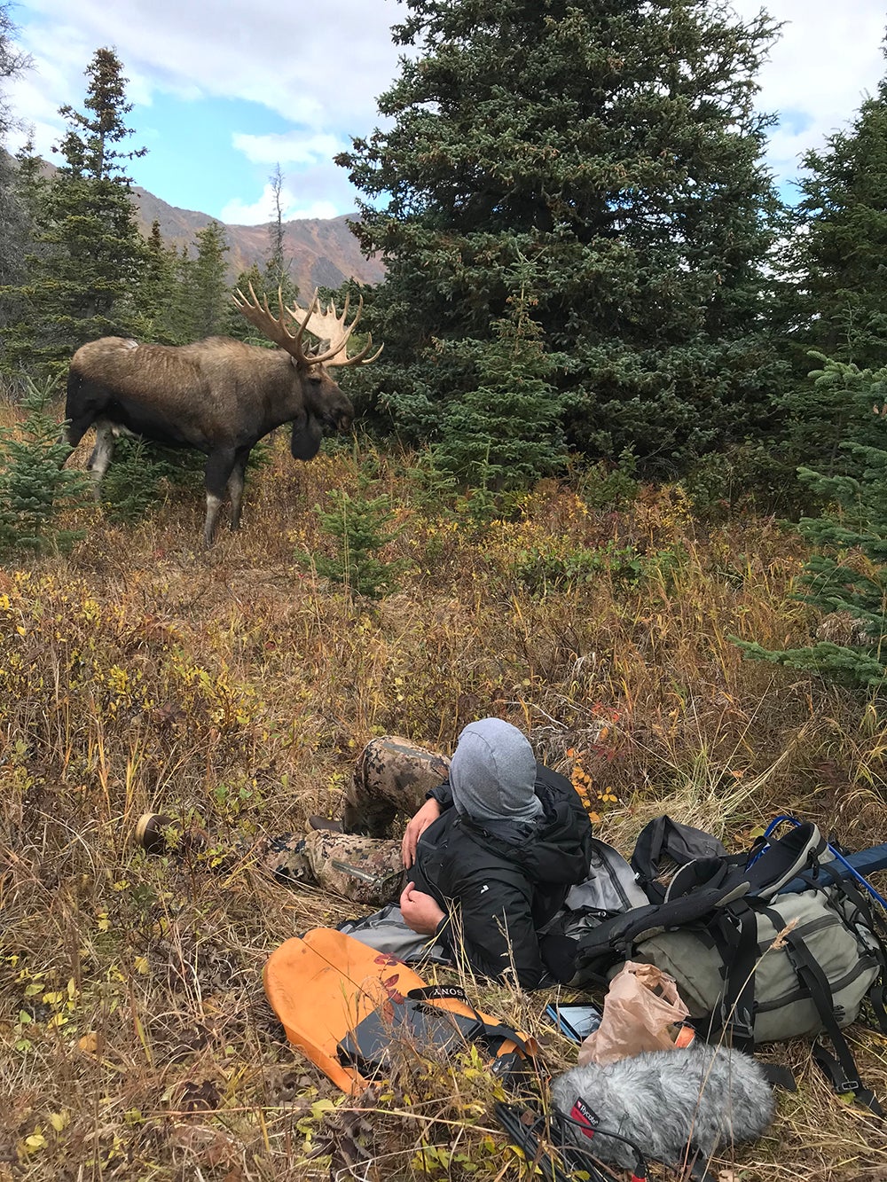 filming bull moose