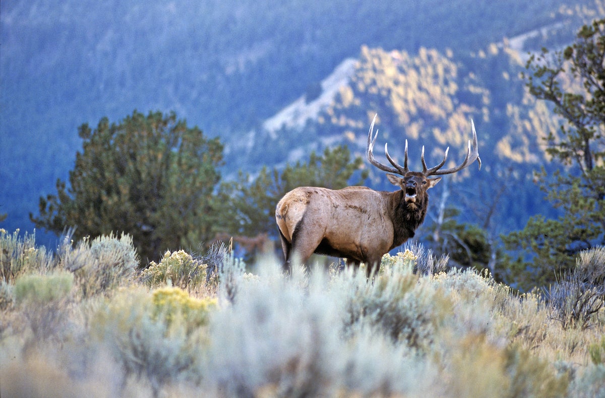 bugling elk