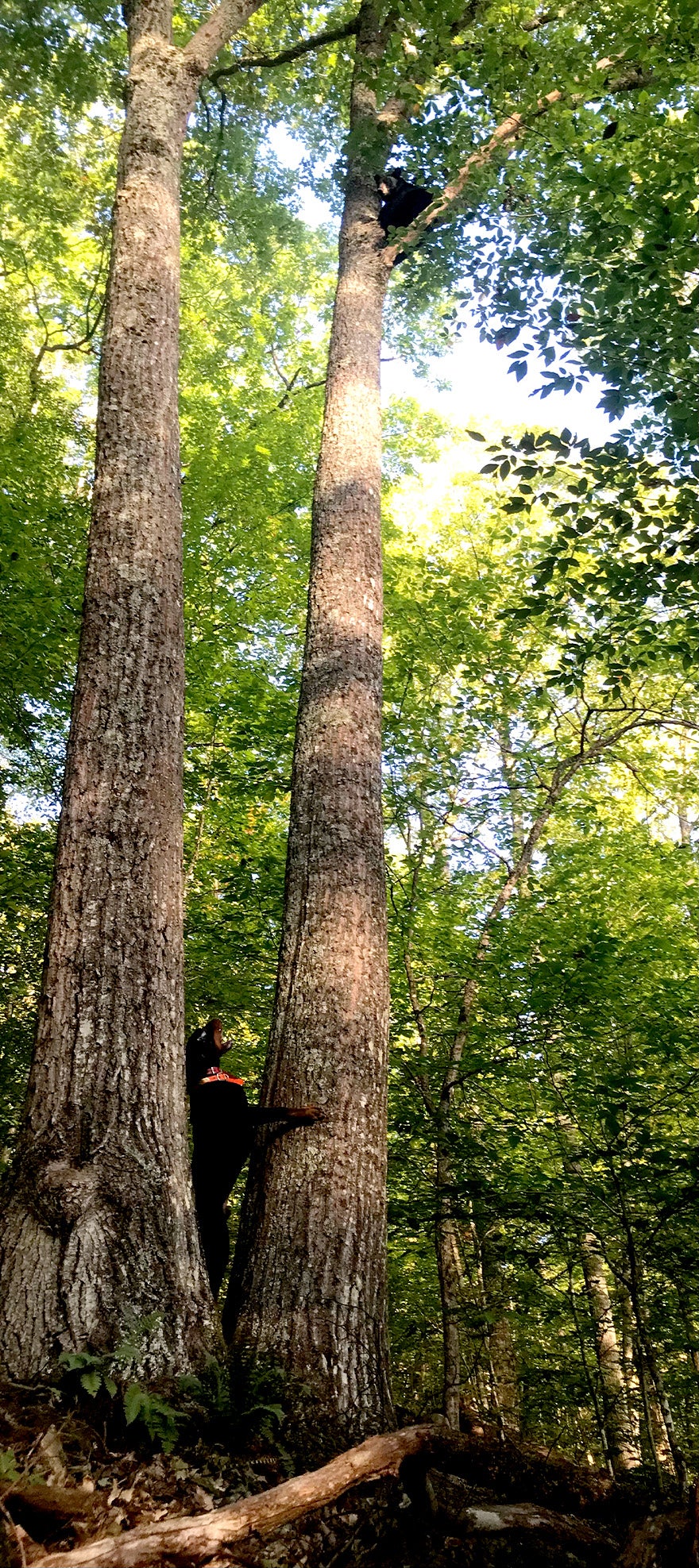 vt bear hound treed and freed