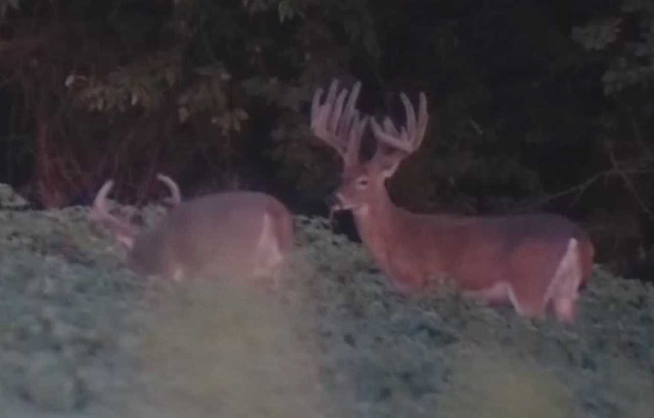 kansas buck