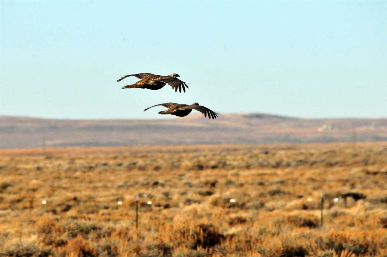New Report Provides a Roadmap for Sagebrush Conservation in the West
