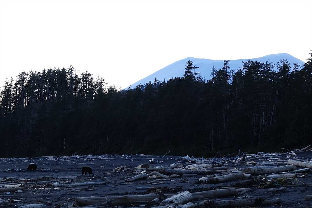 bears in alaska with fallen timber