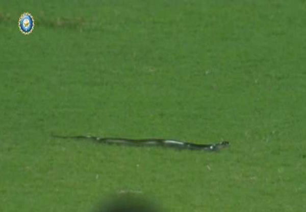 Snake stops play during 2nd T20I at Guwahati | INDvsSA