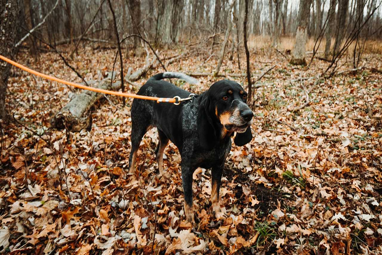 blood trailing dog